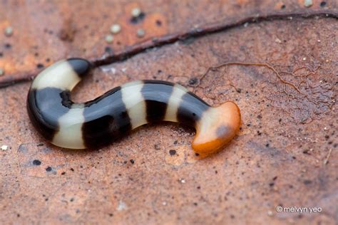  Bipalium: Descubra a Fascinante Vida Noturna deste Verme-Planária Gigante!