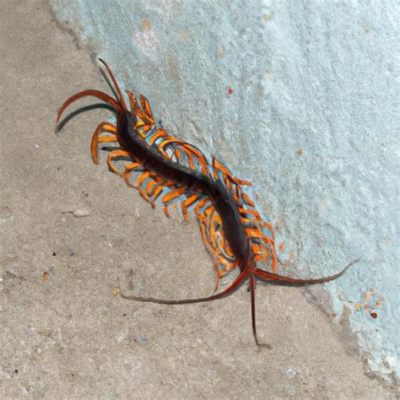  Centipede: Uma Criatura Fascinante que Escorre pela Terra com Pernas Infinitas!