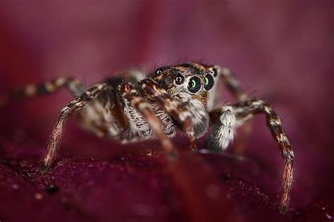  Aranha-Saltadora! Descubra o Mundo Fascinante Das Aranhas Que Podem Pular Até 50 Vezes Seu Próprio Tamanho