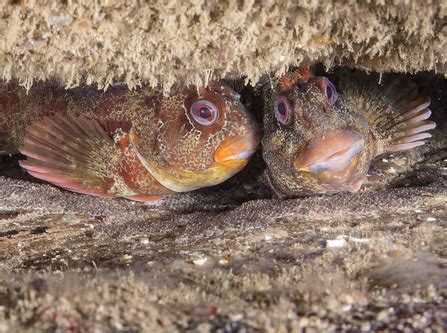  Blenny! Um Peixe de Rochas com uma Personalidade Surpreendente e um Talento Escondido para o Mímica