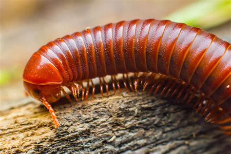  Brandt's Millipede: A Glimpse Into The World of This Enigmatic Crawling Creature with Legs Galore!