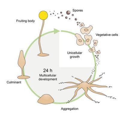  Dictyostelium discoideum: Um Organismo Fascinante que Reúne Características de Uma Ameba Solitária com um Comportamento Social Surpreendente!