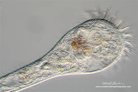  Heteronema! Um Microscópio Revelando o Mundo de um Protista com Cílios e uma Vida Secretamente Fascinante