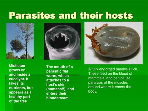  Jarrovidae: Descubra o Parasita que Faz Seu Hospedeiro Dançar!