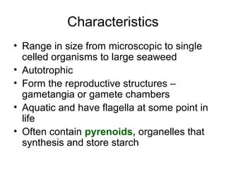  Queletia! Uma Jornada Microscópica Através de um Mundo Aquático de Flagelos e Simbiose