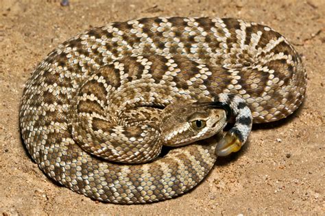  Rattlesnake: A Masterful Conductor of Venom and Desert Dances!