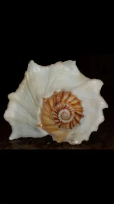  Whelk: Uma Maravilha Escondida dos Oceanos com uma Casca Espiral Fascinante!